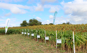 Jornada Agrofuturo - Sorgos IMI.