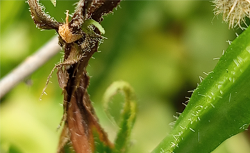 Botrytis cinerea: su comportamiento, distribucin y alternativas de control